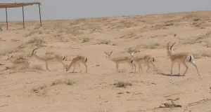 المحميات الطبيعية في سوريا جواهر الطبيعة الثمينة