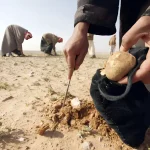 جمع الكمأة: مغامرة قد تودي بحياتك أو تمنحك ثروة!
