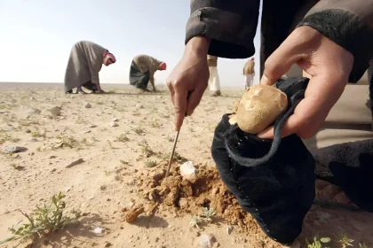 جمع الكمأة: مغامرة قد تودي بحياتك أو تمنحك ثروة!