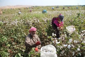 القطن في سوريا