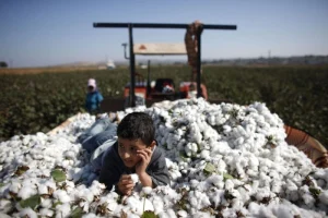 القطن في سوريا