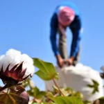القطن السوري يحتضر.. والمزارعون ينتظرون الفرج!