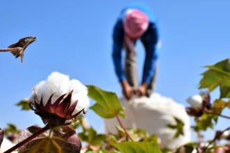 القطن السوري يحتضر.. والمزارعون ينتظرون الفرج!