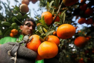انهيار زراعة الحمضيات في سوريا.. من يعالج مشاكل المزارعين؟
