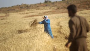 مزارعو الحسكة بين أرضٍ عطشى وأمل مفقود!