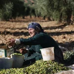 الزيتون السوري.. من الاكتفاء إلى الانهيار