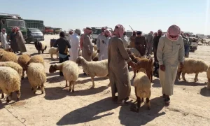 مزارعو الحسكة بين أرضٍ عطشى وأمل مفقود!