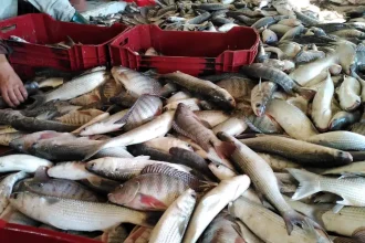 إنعاش قطاع الثروة السمكية في سوريا.. خطة لإنتاج 10 ملايين إصبعية