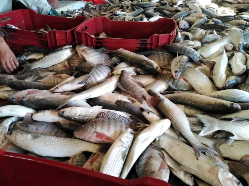 إنعاش قطاع الثروة السمكية في سوريا.. خطة لإنتاج 10 ملايين إصبعية