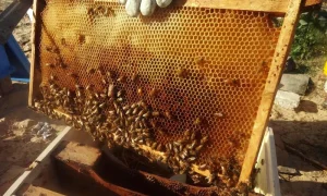 تربية النحل في سوريا