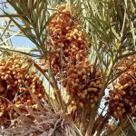 زراعة النخيل في سوريا: هل تستعيد رونقها وتنهض من جديد؟