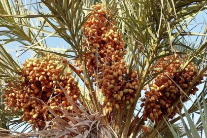 زراعة النخيل في سوريا: هل تستعيد رونقها وتنهض من جديد؟