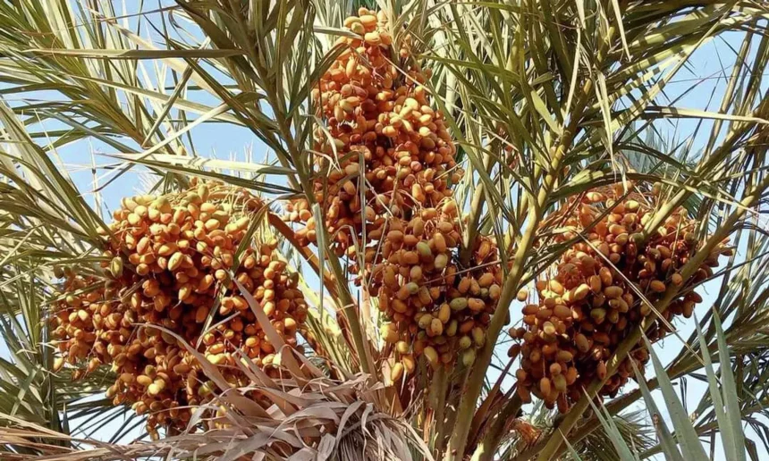 زراعة النخيل في سوريا: هل تستعيد رونقها وتنهض من جديد؟