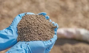الفوسفات السوري