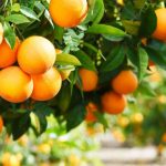 موسم الحمضيات في سوريا.. بين تباين الأرقام وانتعاش الأسواق الخارجية!