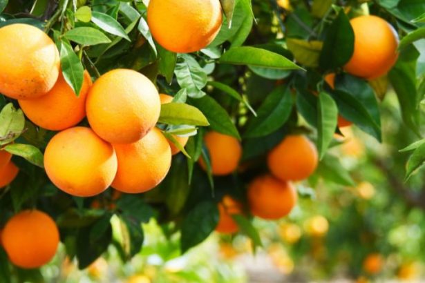 موسم الحمضيات في سوريا.. بين تباين الأرقام وانتعاش الأسواق الخارجية!